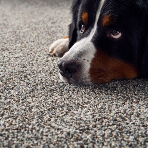 Pet friendly carpet | Off-Price Carpet Outlet