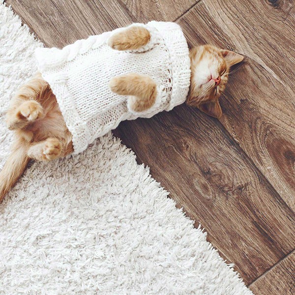 cat on hardwood | Off-Price Carpet Outlet